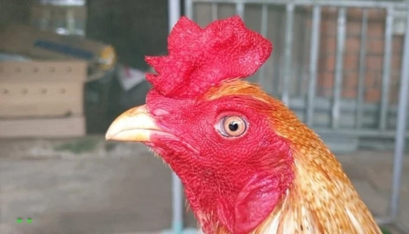 Định Nghĩa Mồng Gà Chỉ Thiêng