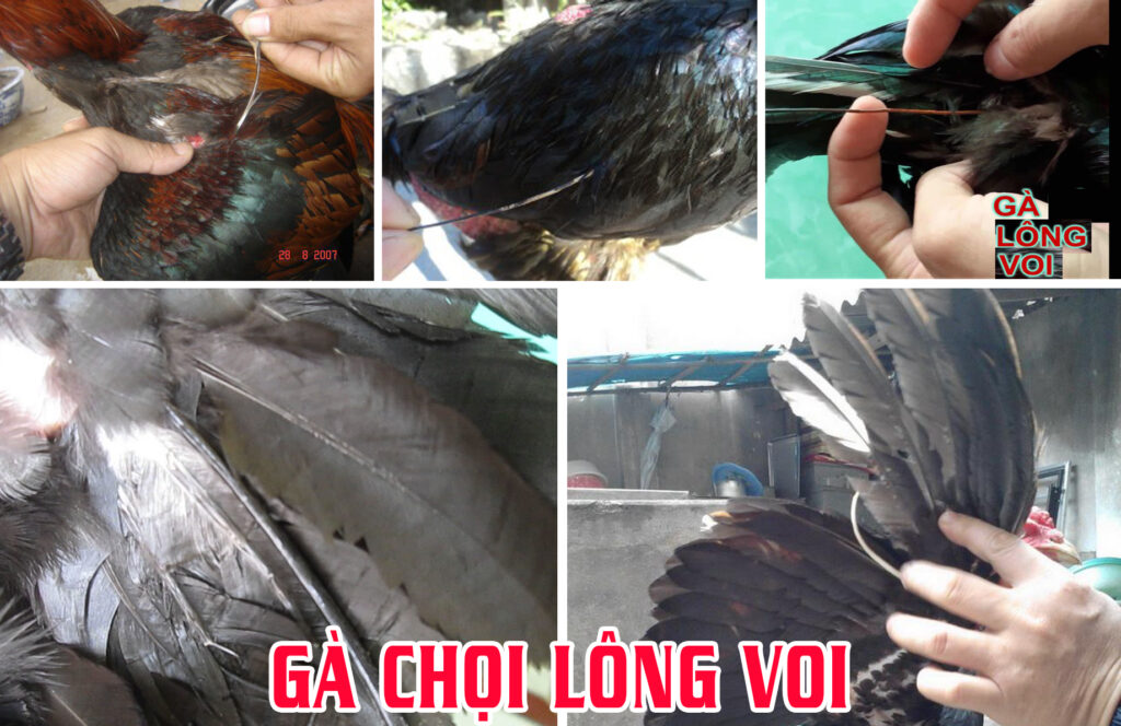 Giới thiệu về Gà Lông Voi: Nguồn gốc và Đặc điểm