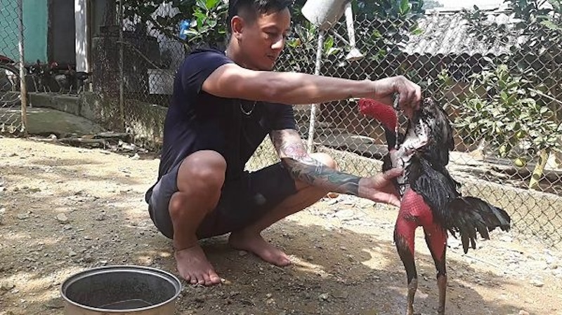 Tại Sao Om Gà Đòn Đỏ Lại Quan Trọng?