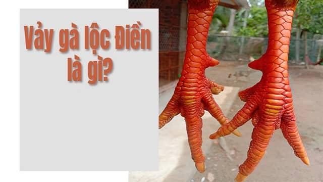 Vảy Gà Lộc Điền Là Gì