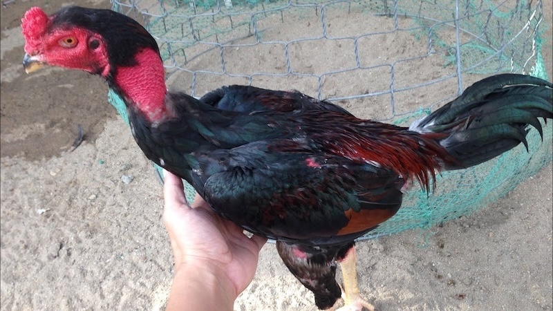 Phân tích tướng gà chọi tơ qua đầu, mặt, và mỏ