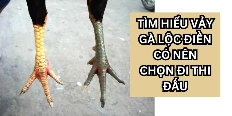 Ý Nghĩa Phong Thủy và Tâm Linh Của Vảy Gà Lộc Điền