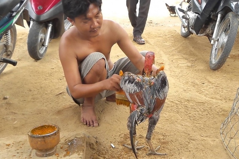 Phương Pháp Chế Biến Rượu Bóp Gà Chọi