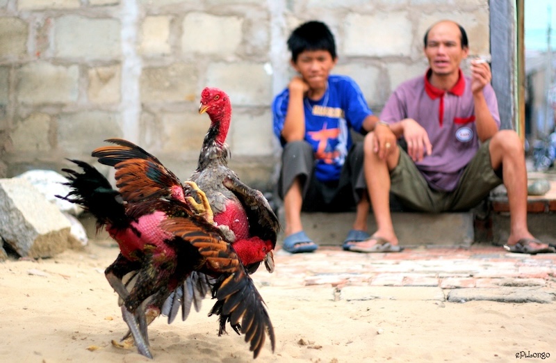 Tổng quan về cách đúc gà theo màu lông