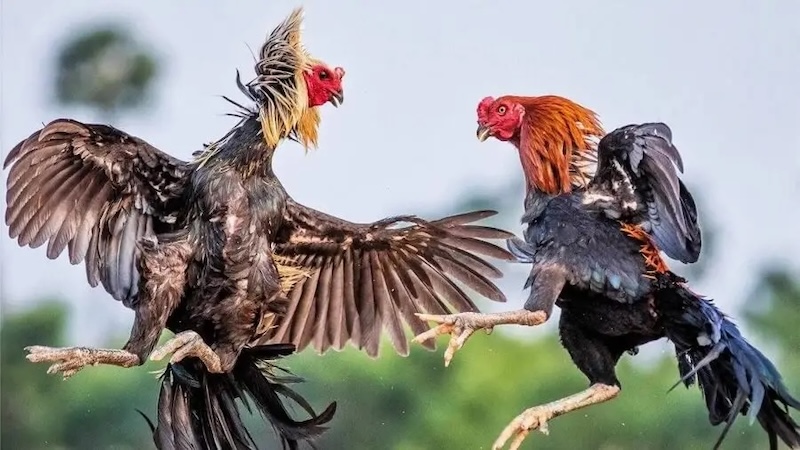 Quy trình chọn lọc gà bố mẹ để đúc gà con theo màu lông mong muốn