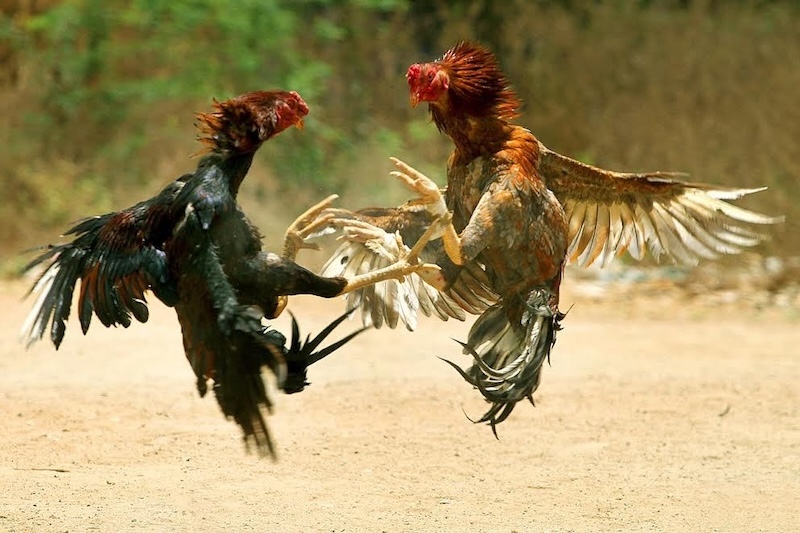 Kỹ thuật vần gà chọi non cơ bản