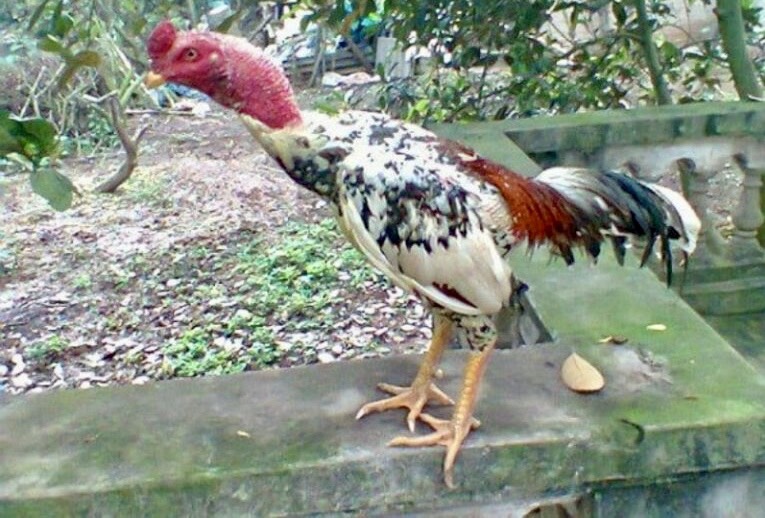 Gà ngũ sắc chân vàng, hay còn được gọi là gà Đông Tảo lai ngũ sắc