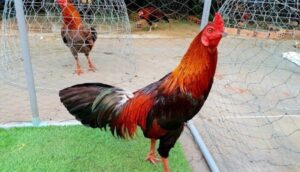 Cách Nhận Biết Gà Mồng Chỉ Thiêng