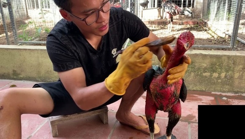 Quy Trình Om Gà Đòn Đỏ Chi Tiết