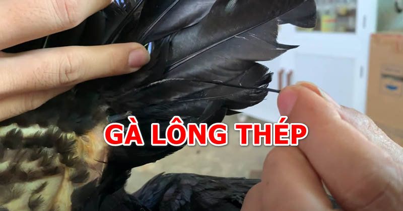 Đặc điểm nổi bật của Gà Lông Voi