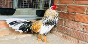 Kỹ thuật nuôi và chăm sóc gà Ngũ Sắc chân vàng hiệu quả