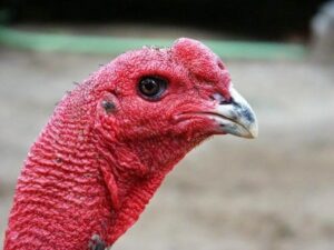 Phương pháp thực hiện cách xem mắt gà chọi hiệu quả