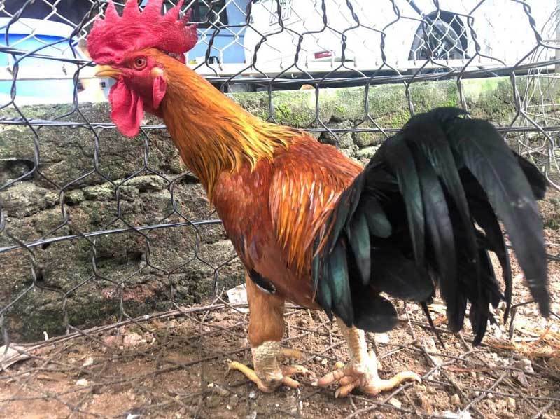 Thực Trạng và Triển Vọng Phát Triển của Gà 9 Cựa Tại Việt Nam