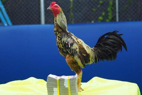 Gà chọi Thái Lan là một giống gà có nguồn gốc từ đất nước Chùa Vàng