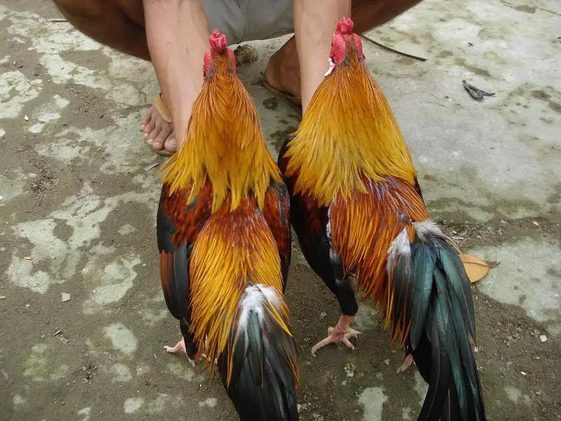 Gà Linh Kê không chỉ là một giống gà bình thường
