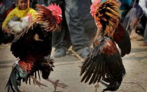Kỹ thuật nuôi và huấn luyện gà chọi