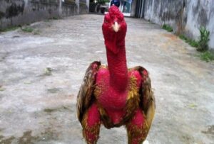 Những Lưu Ý Quan Trọng Khi Om Gà Đòn Đỏ