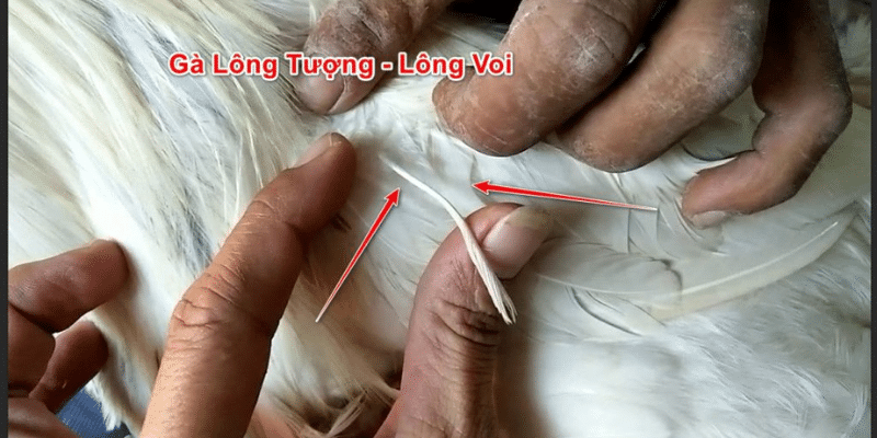 Kinh nghiệm của người dân địa phương