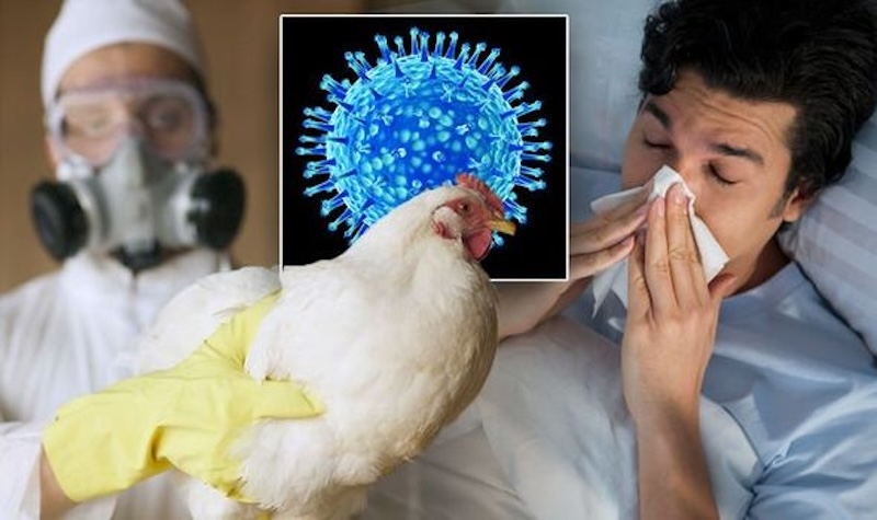 Triệu Chứng Lâm Sàng và Phương Pháp Chẩn Đoán Bệnh Gà Chi Tiết