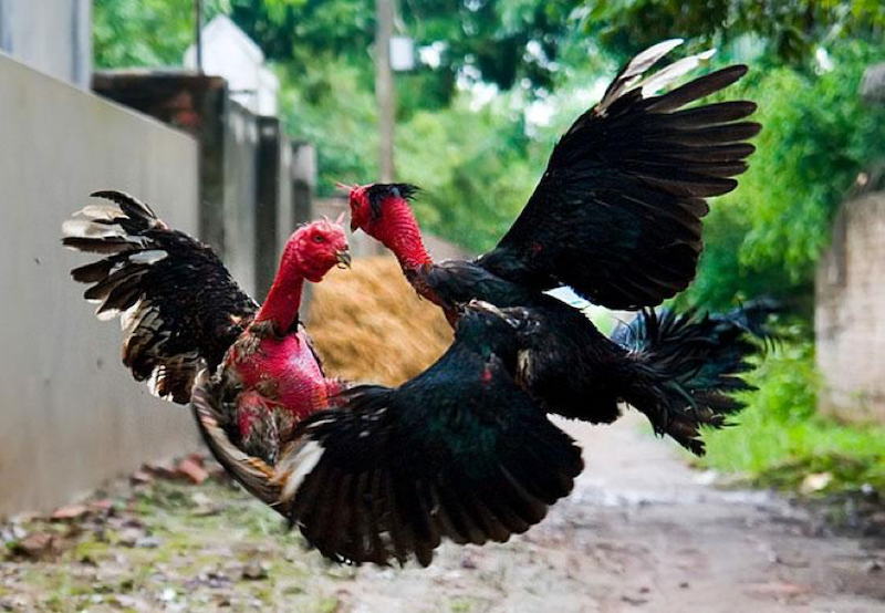 Tiêu chí quan trọng để chọn gà đá tiềm năng