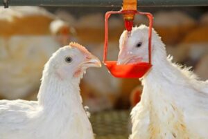Các phương pháp điều trị bệnh chói nước ở gà hiệu quả nhất