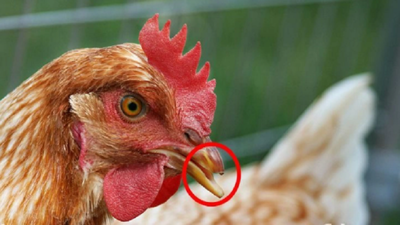 Cách sơ cứu và xử lý vết thương gãy mỏ ở gà