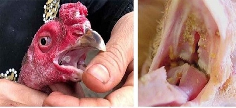 Bệnh nấm họng gà chọi do nấm thuộc chi Aspergillus gây ra