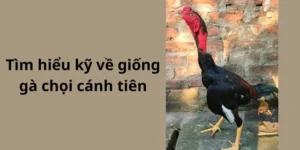 Tiêu Chuẩn Đánh Giá Gà Chọi Cánh Tiên Theo Kinh Nghiệm Dân Gian