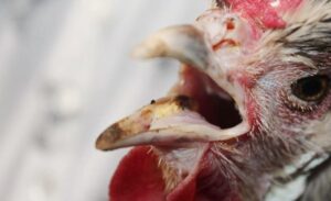 Triệu chứng nhận biết bệnh nấm họng ở gà chọi