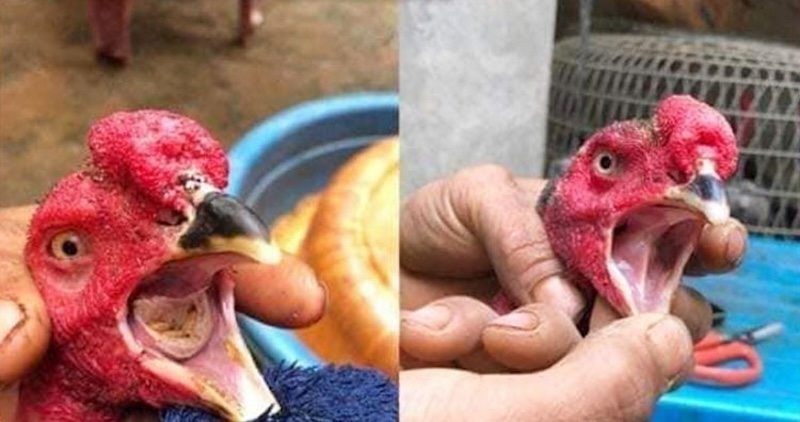 Phương pháp điều trị bệnh nấm họng ở gà chọi