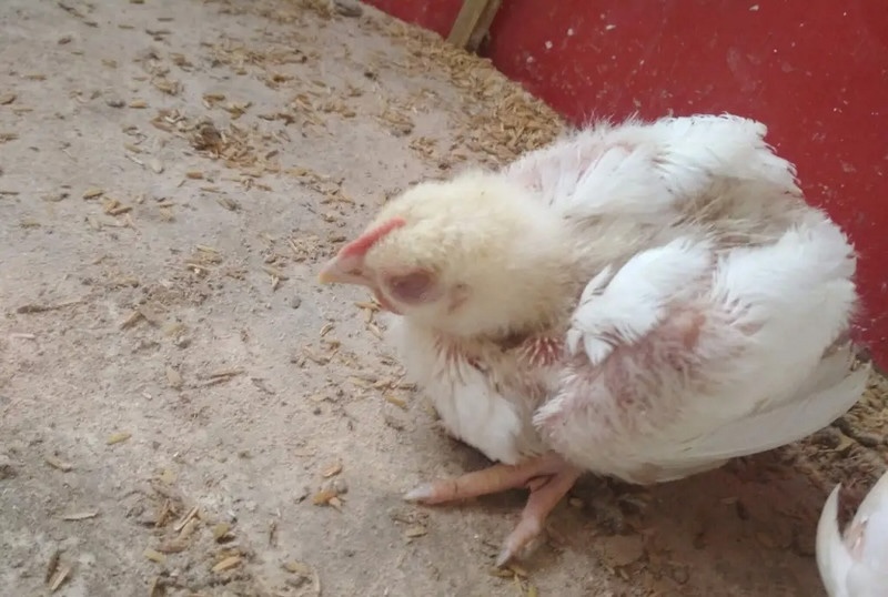 Cách chăm sóc và phòng ngừa bệnh gục đầu ở gà
