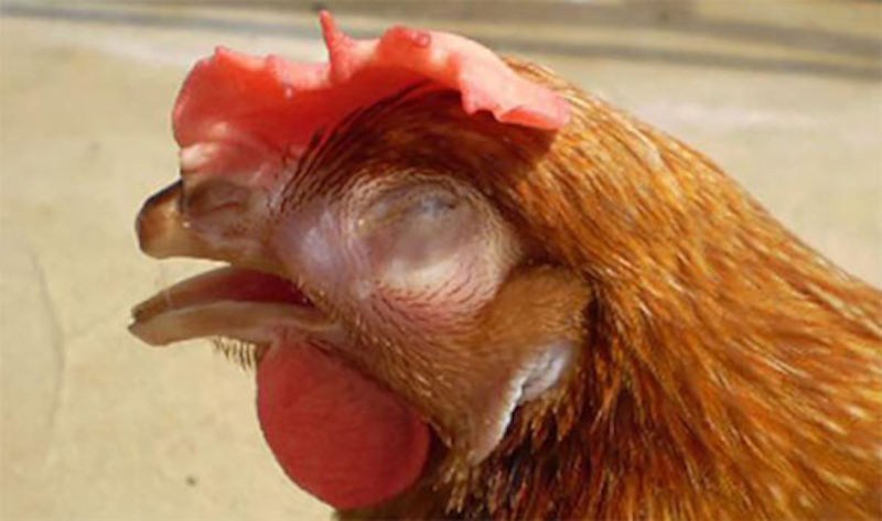 Nguyên nhân gây bệnh hen khẹc ở gà