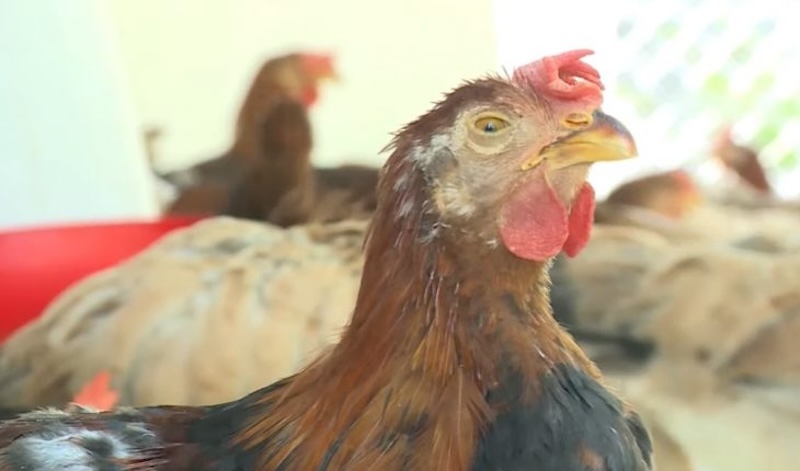 Triệu chứng nhận biết bệnh hen khẹc ở gà