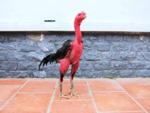 Chăm sóc gà chọi sau khi rửa