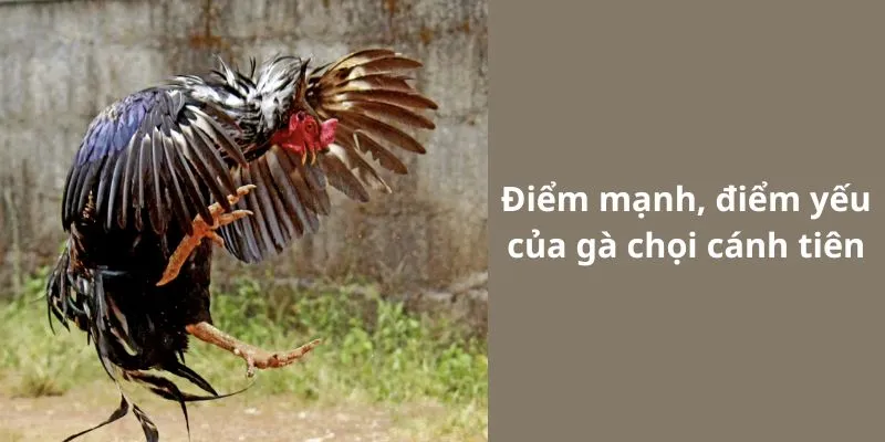 Các Đòn Thế Đặc Trưng