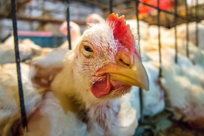 Biện pháp phòng ngừa bệnh hen khẹc ở gà