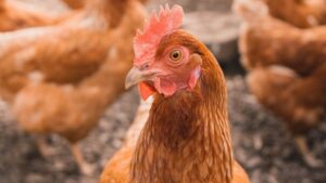 Phác đồ điều trị bệnh thương hàn ở gà hiệu quả bằng thuốc kháng sinh