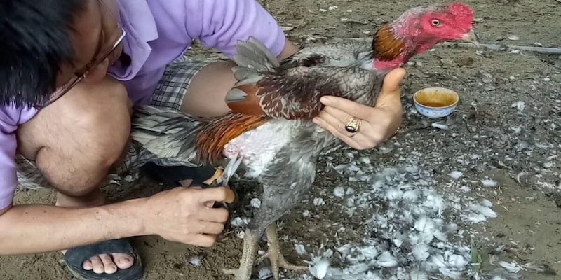 Tại Sao Nên Cắt Tỉa Lông Gà?