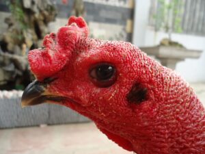 Gà Mắt Chuột Là Gì? Định Nghĩa và Đặc Điểm Nhận Dạng