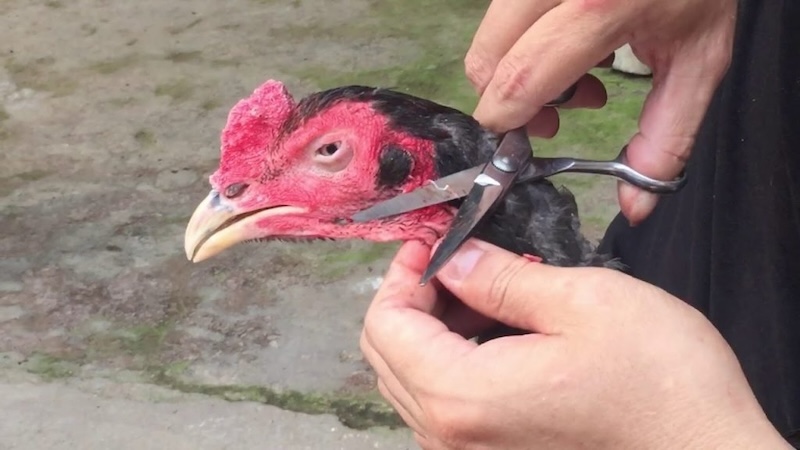 Cắt Tỉa Lông Toàn Thân